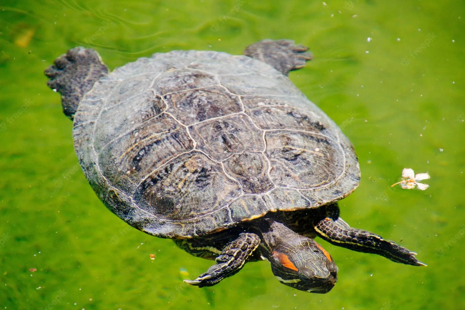 Turtle basking in sunlight on a patch of green grass