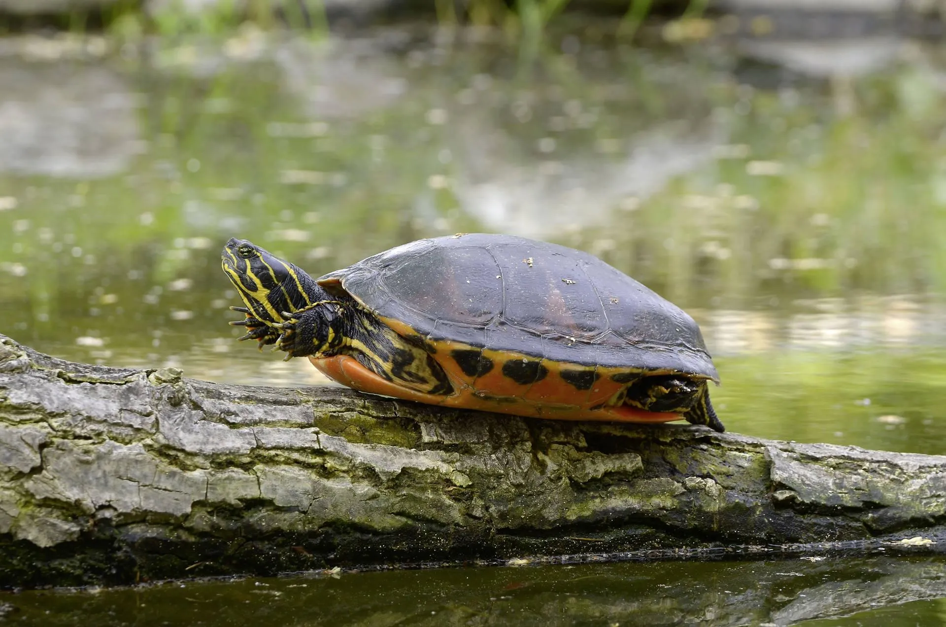 Turtle Slowly Walking on Rocky Ground Near Water Wallpaper