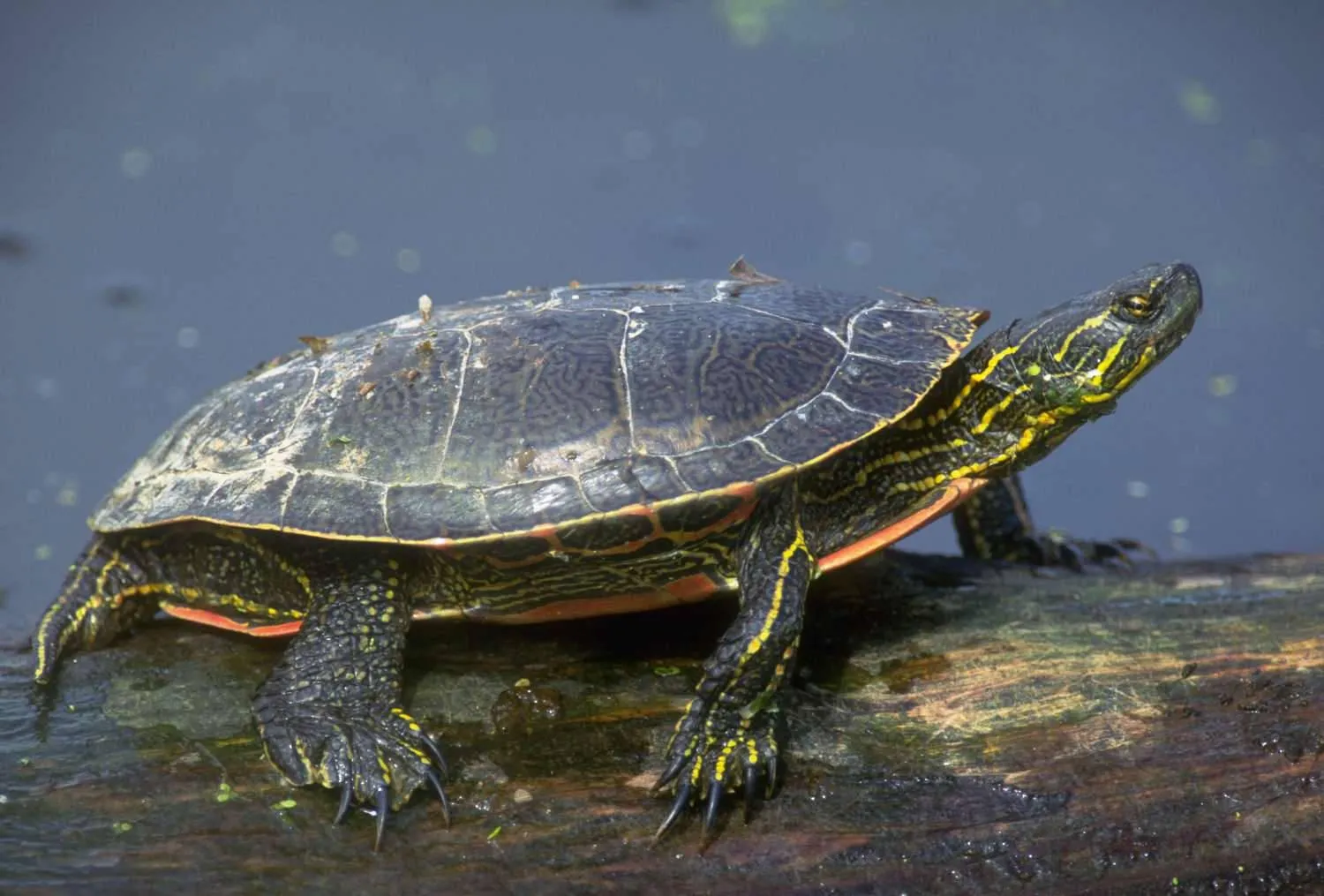 Turtle Swimming in Clear Water with Rocks Beneath Wallpaper