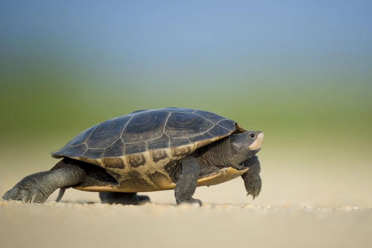 Turtle walking on land with a blurred natural background