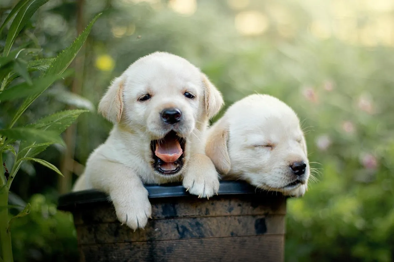 Two adorable puppies sitting on fresh green grass