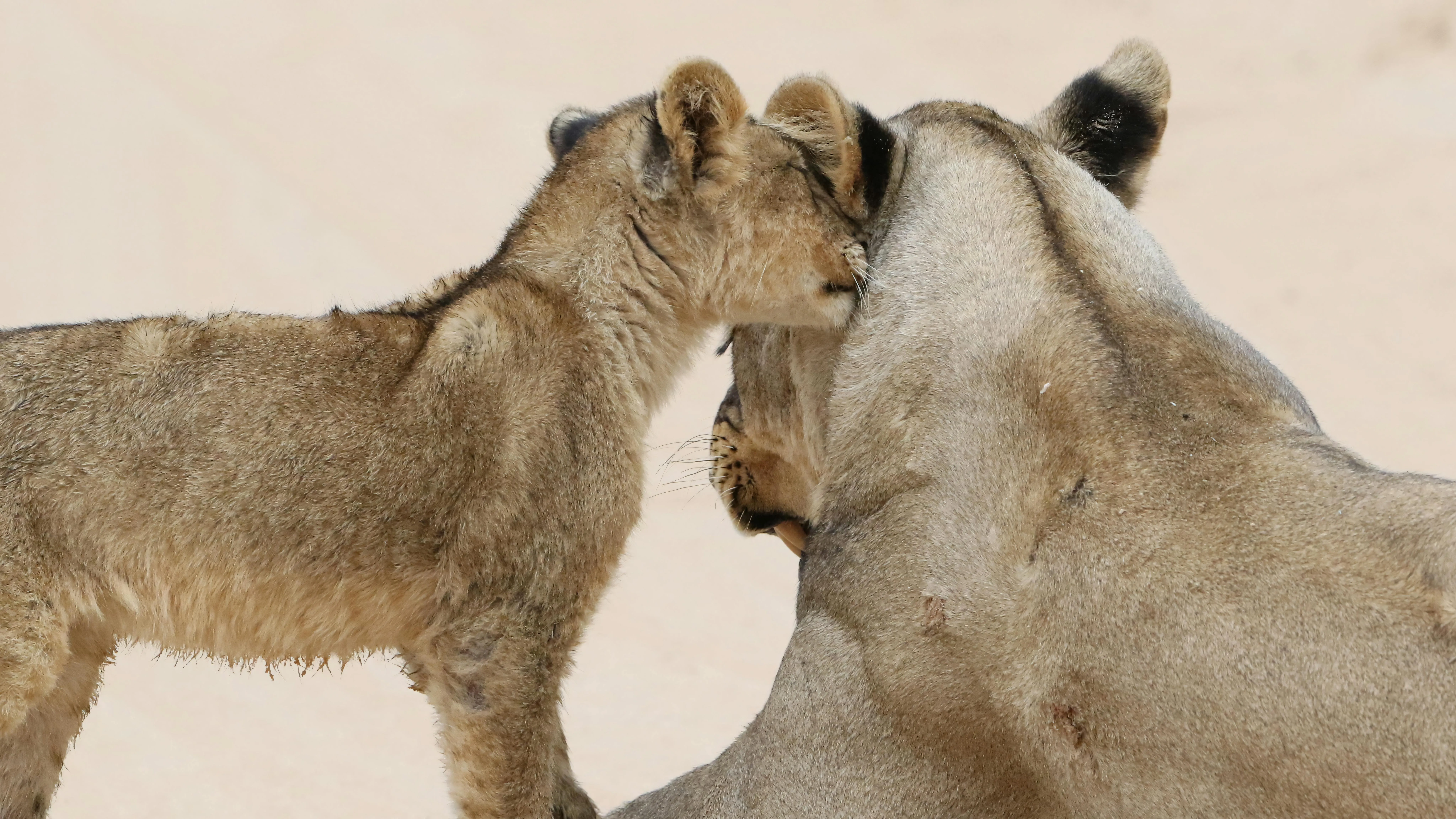 Two Adorable Young Lions Standing Close in Soft Light