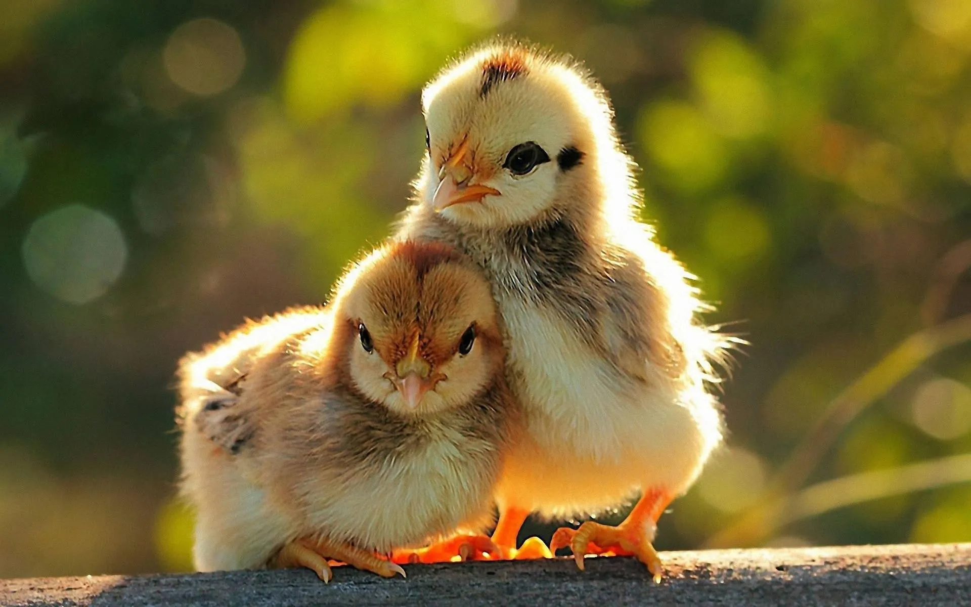 Two Baby Chicks Cuddling Sweetly in Warm Golden Light