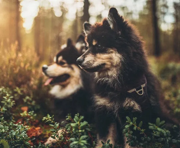 Two Black and Tan Puppies Standing Together in Forest Area
