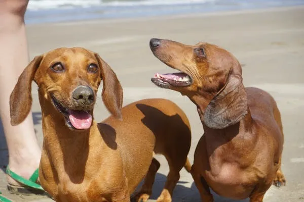 Two Brown Dachshund Dogs Are Happily Walking on the Beach