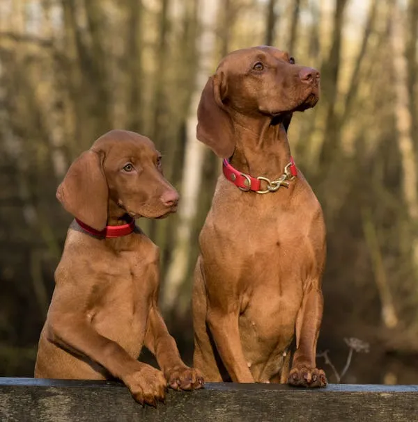 Two Brown Dogs Are Sitting in the Forest Background Image