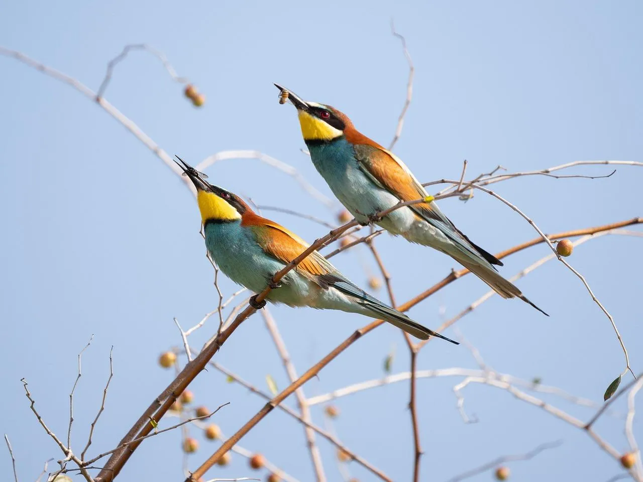 Two Colorful Bee Eaters Perched on a Bare Tree Branch