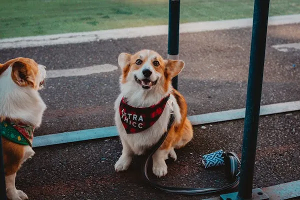 Two Corgis Wearing Scarf Playing Near a Street Pole Image