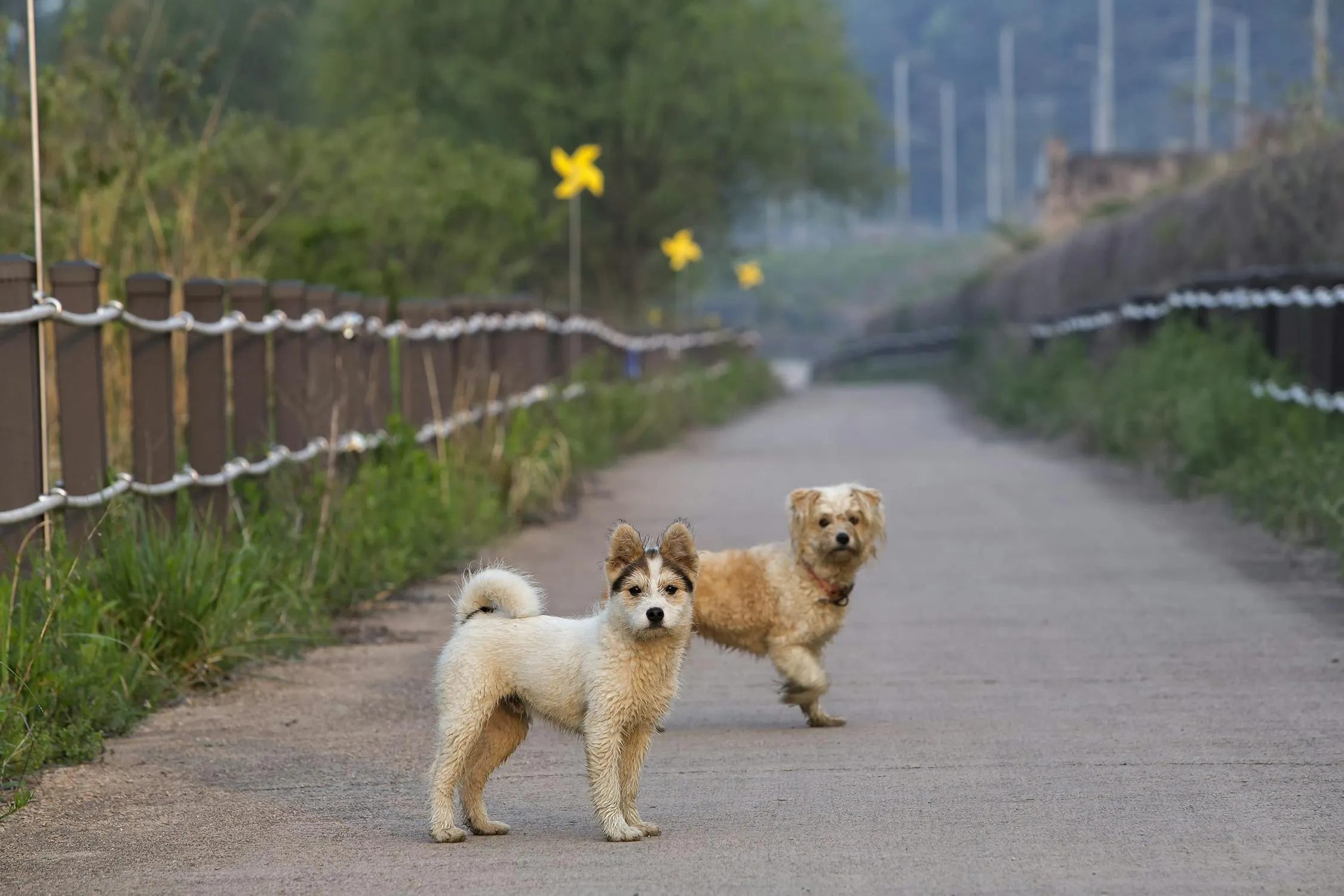 Two Curious Dogs Standing on a Quiet Country Pathway Image