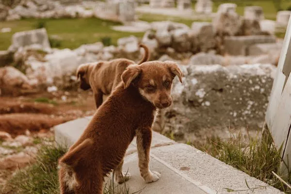 Two Curious Puppies Exploring Ancient Site Hd Wallpaper