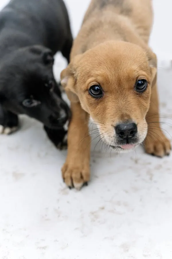 Two Curious Puppies Standing on White Floor Free Wallpaper