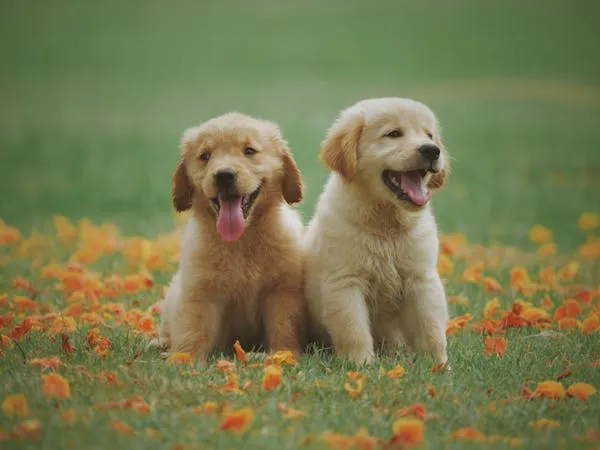 Two Cute Golden Retriever Puppies Sitting in a Flower Field