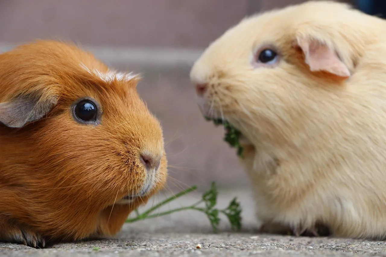Two Cute Guinea Pigs Facing Each Other on Wooden Table