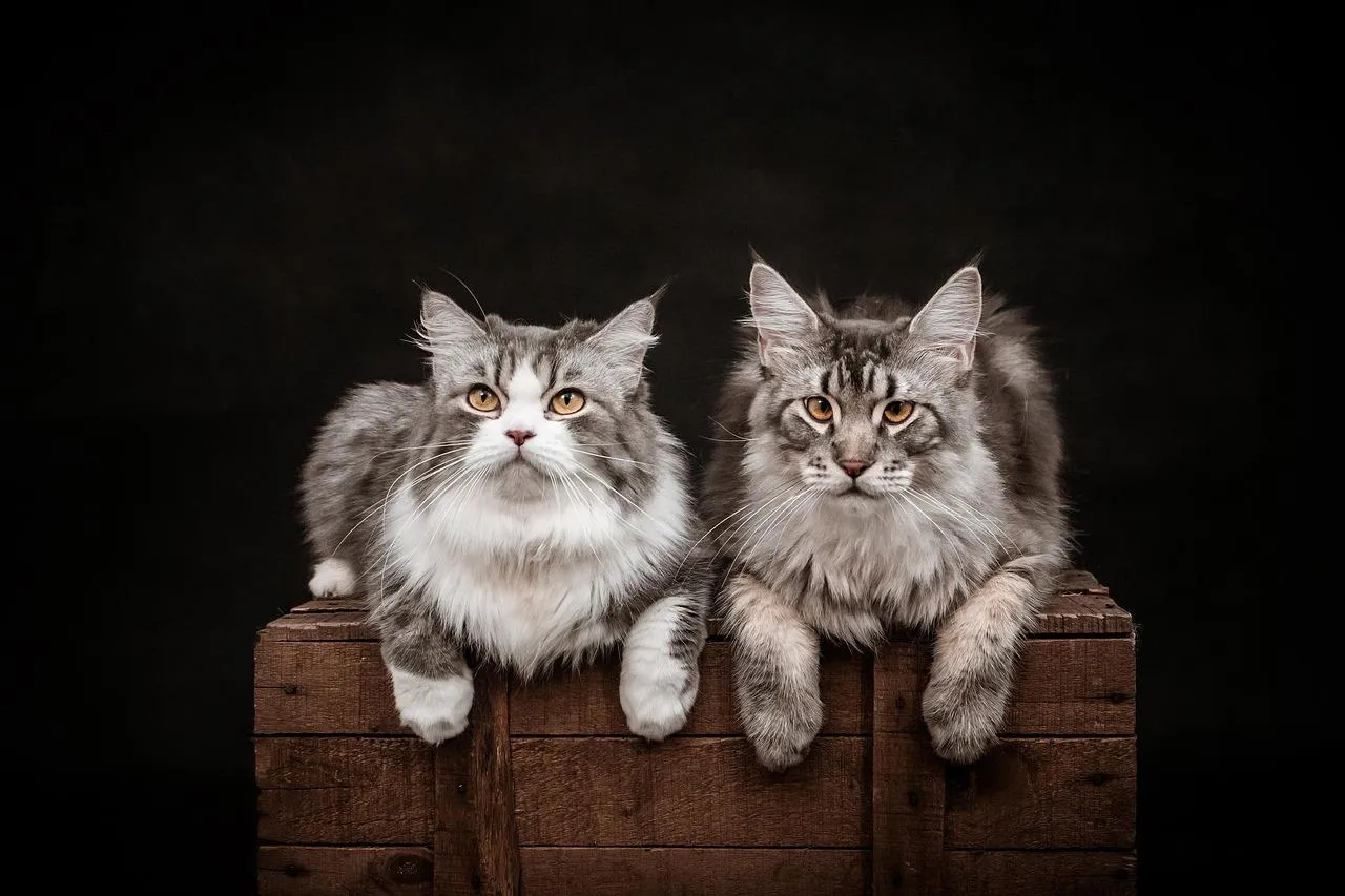 Two Cute Kittens Sitting Together on a Wooden Surface