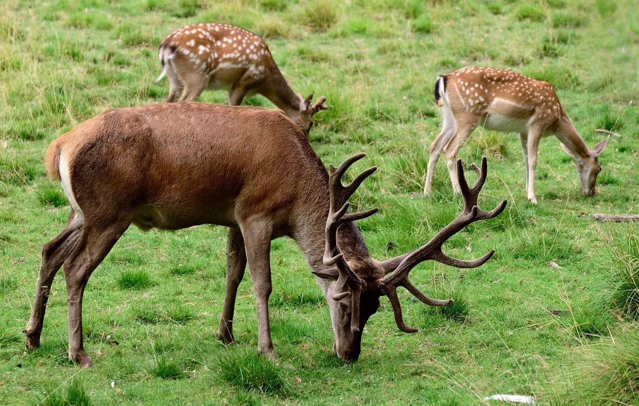 Two deer grazing peacefully in open woodland Wallpaper