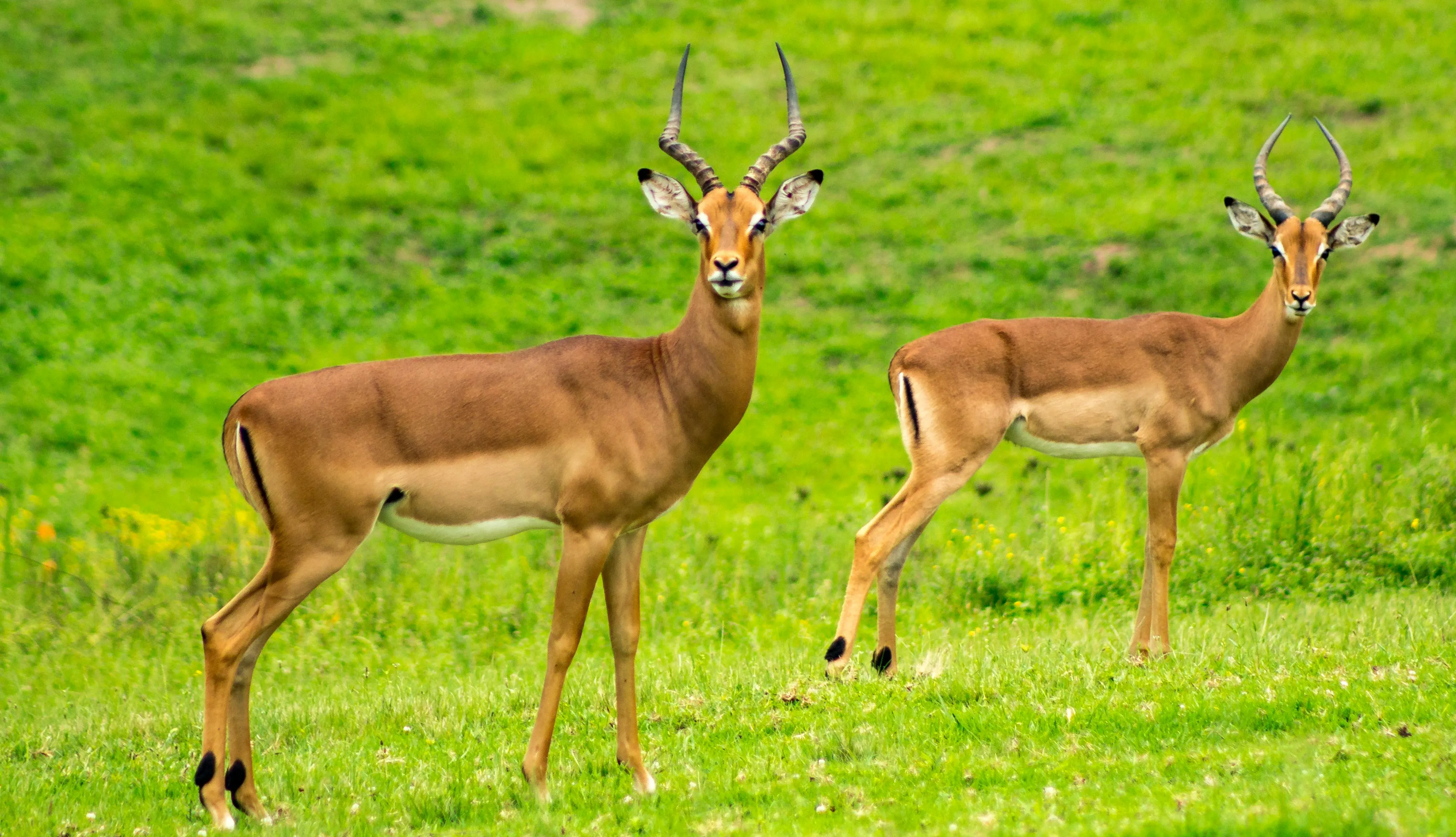 Two deer standing alert in a green meadow Wallpaper