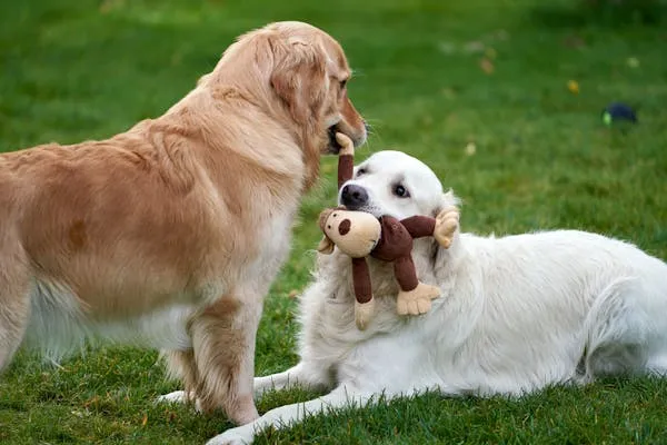 Two Dogs Are Playing with a Toy on a Grassy Lawn Image