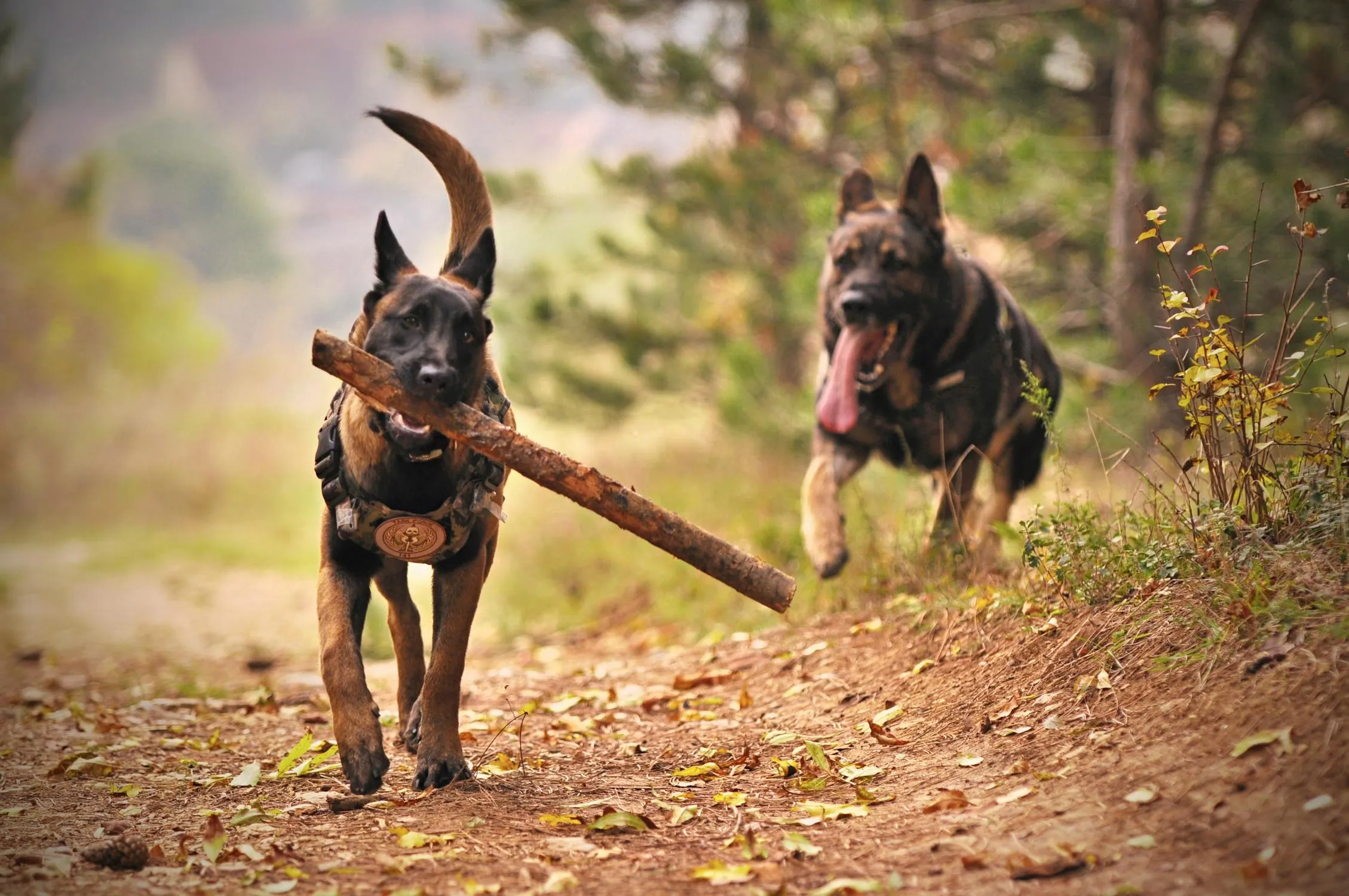 Two Dogs Playing with a Stick on a Forest Path Wallpaper