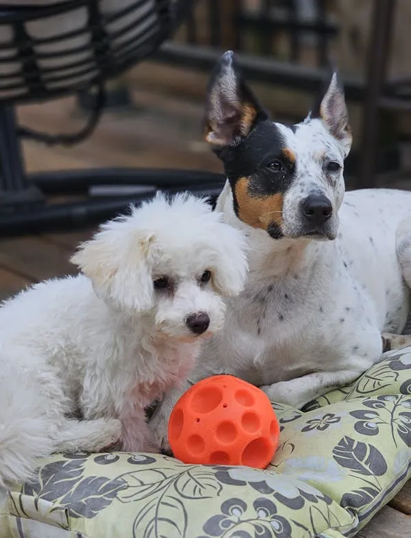 Two Dogs Relaxing on Cushion with a Red Ball Toy Nearby