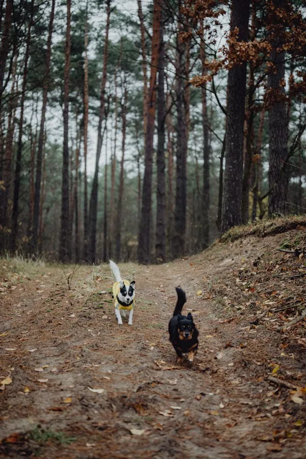 Two Dogs Running on Forest Path in Pine Woods Hd Wallpaper