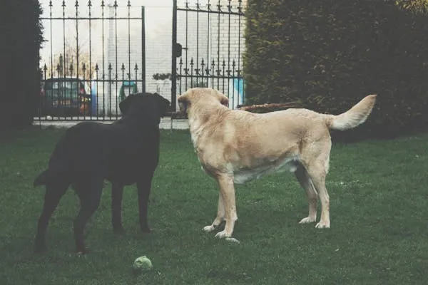Two Dogs Standing on Grass and Looking Through the Gate