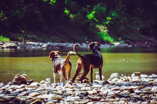 Two Dogs Standing on Rocks By a Flowing River in Forest