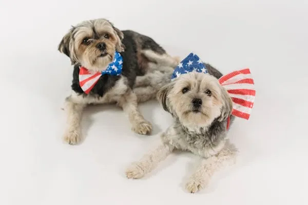 Two Dogs Wearing American Flag Scarf Sitting Cute Hd Image