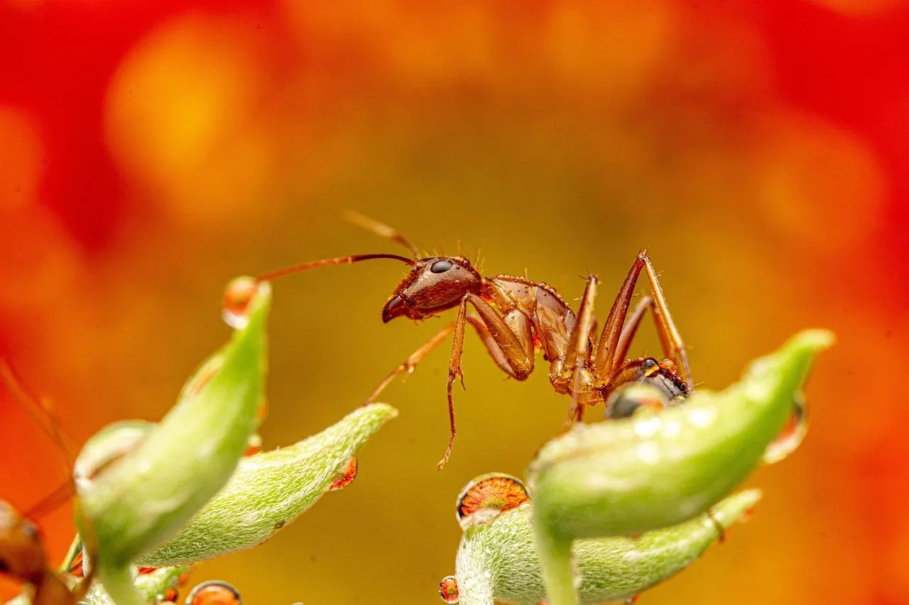 Two frogs interacting on bright red and orange flowers