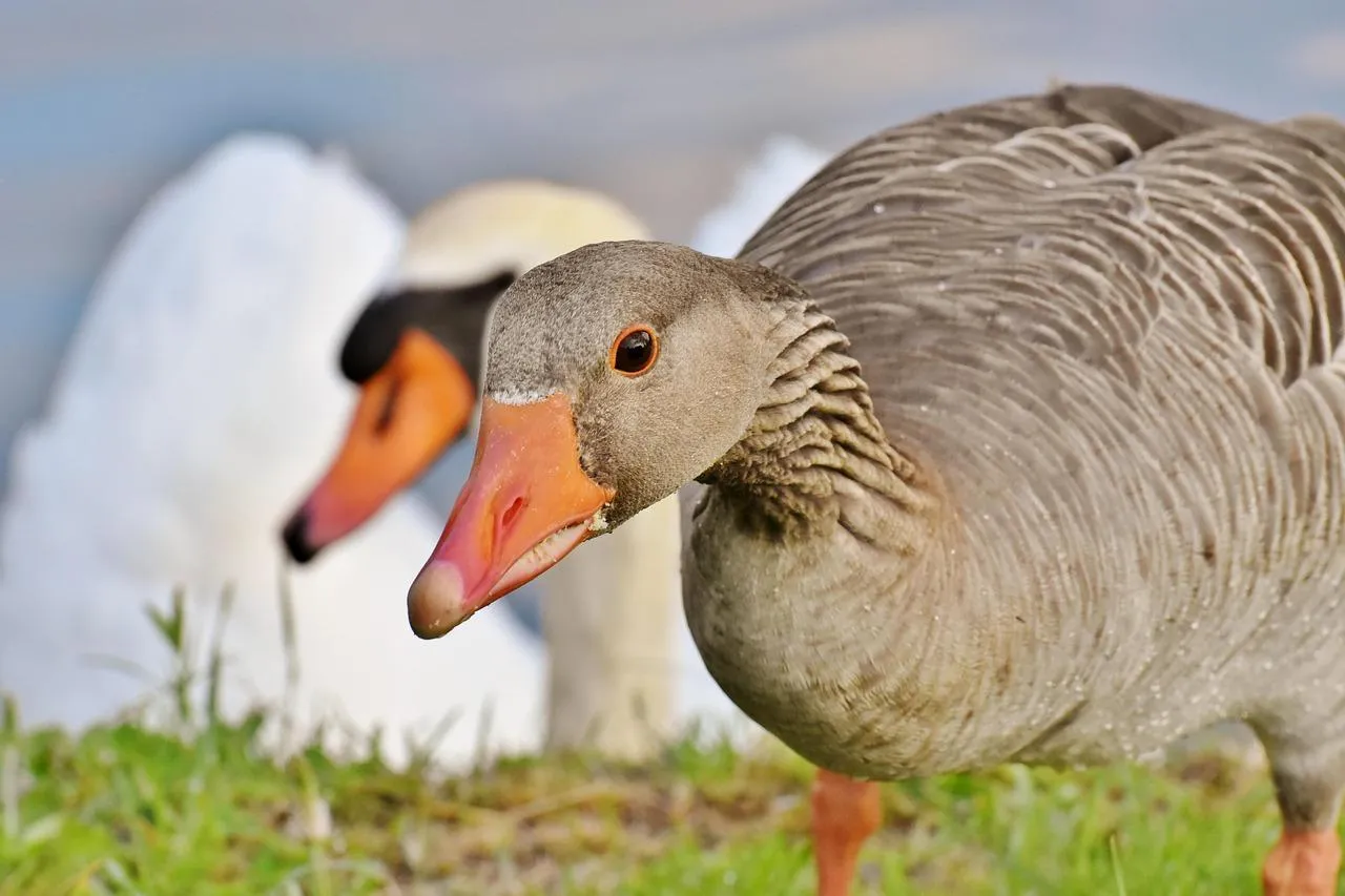 Two Geese Cuddling Together in a Green Field Wallpaper