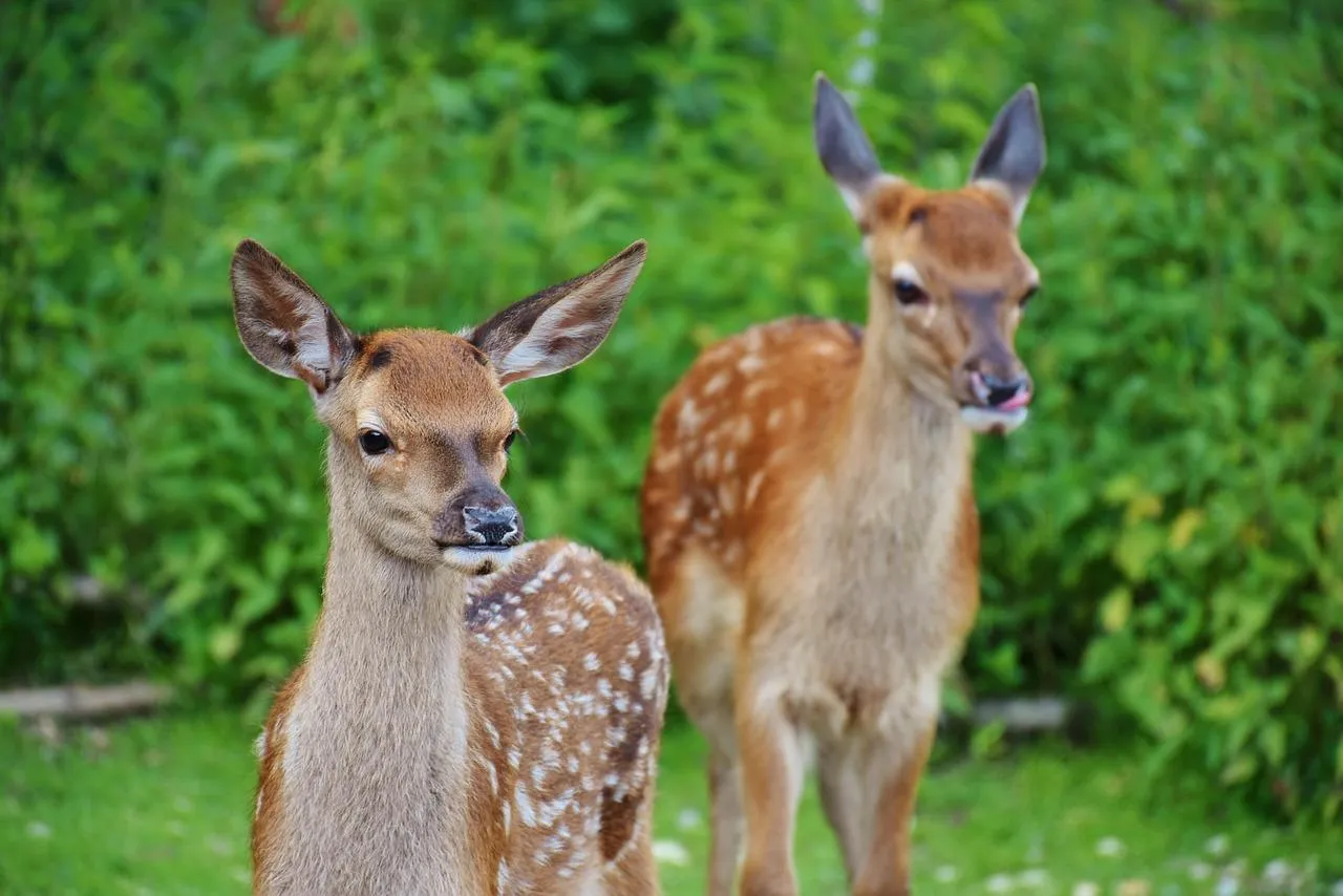 Two gentle deer stand still in green forest clearing