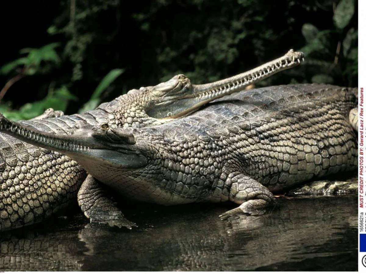 Two gharials basking by the river with long snouts