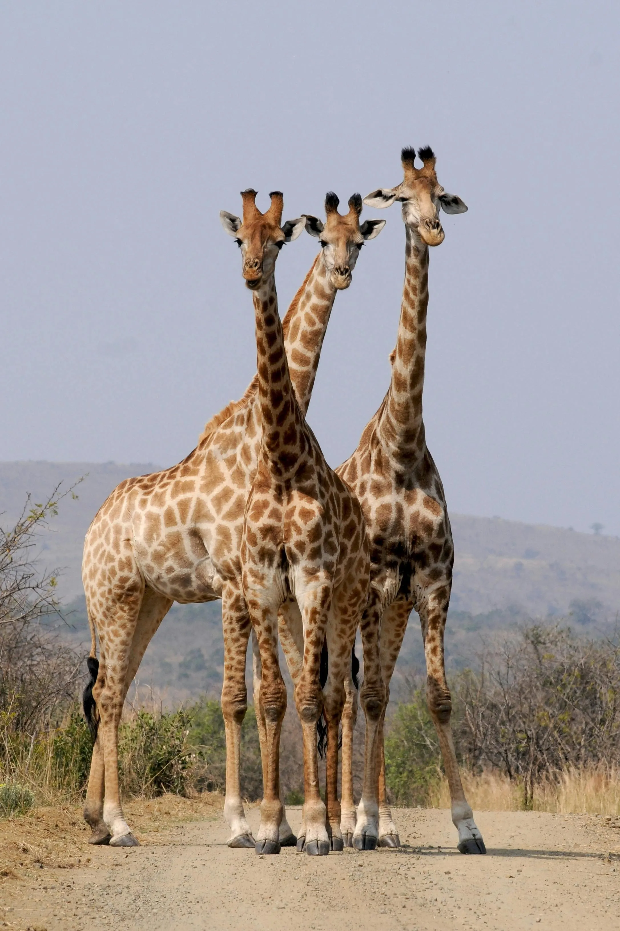 Two Giraffes Standing Close in Open Savannah Landscape