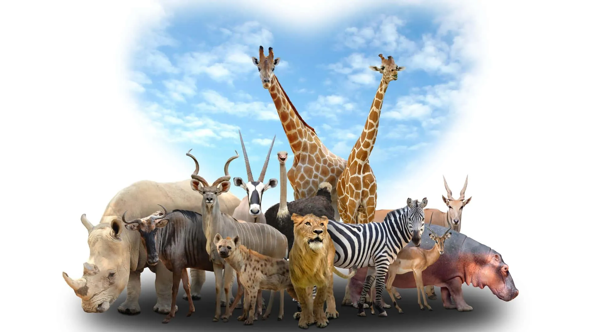 Two Giraffes Walking Across African Plains Wallpaper