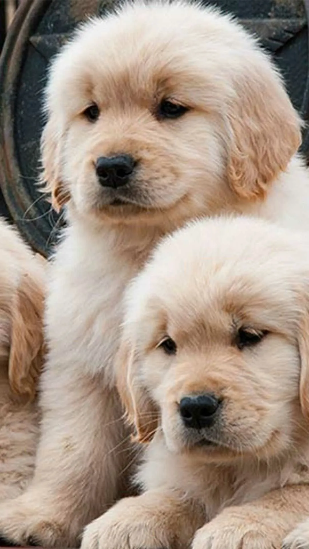 Two Golden Retriever Puppies Sitting Close Together Image