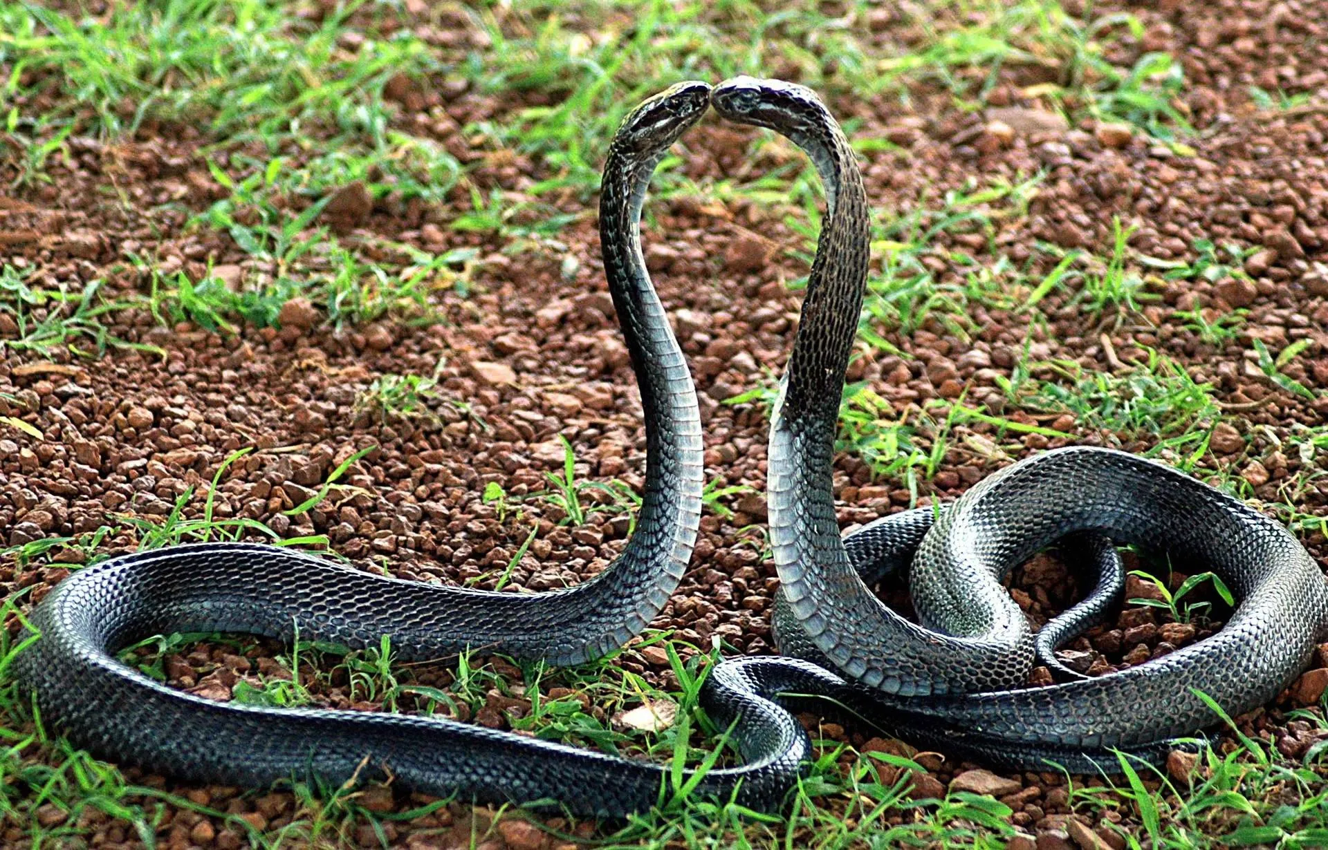 Two Green Snakes Coiled and Alert in Forest Floor Wallpaper