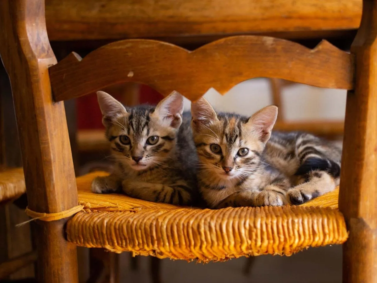 Two Kittens Sleeping on Wooden Chair Peacefully Wallpaper