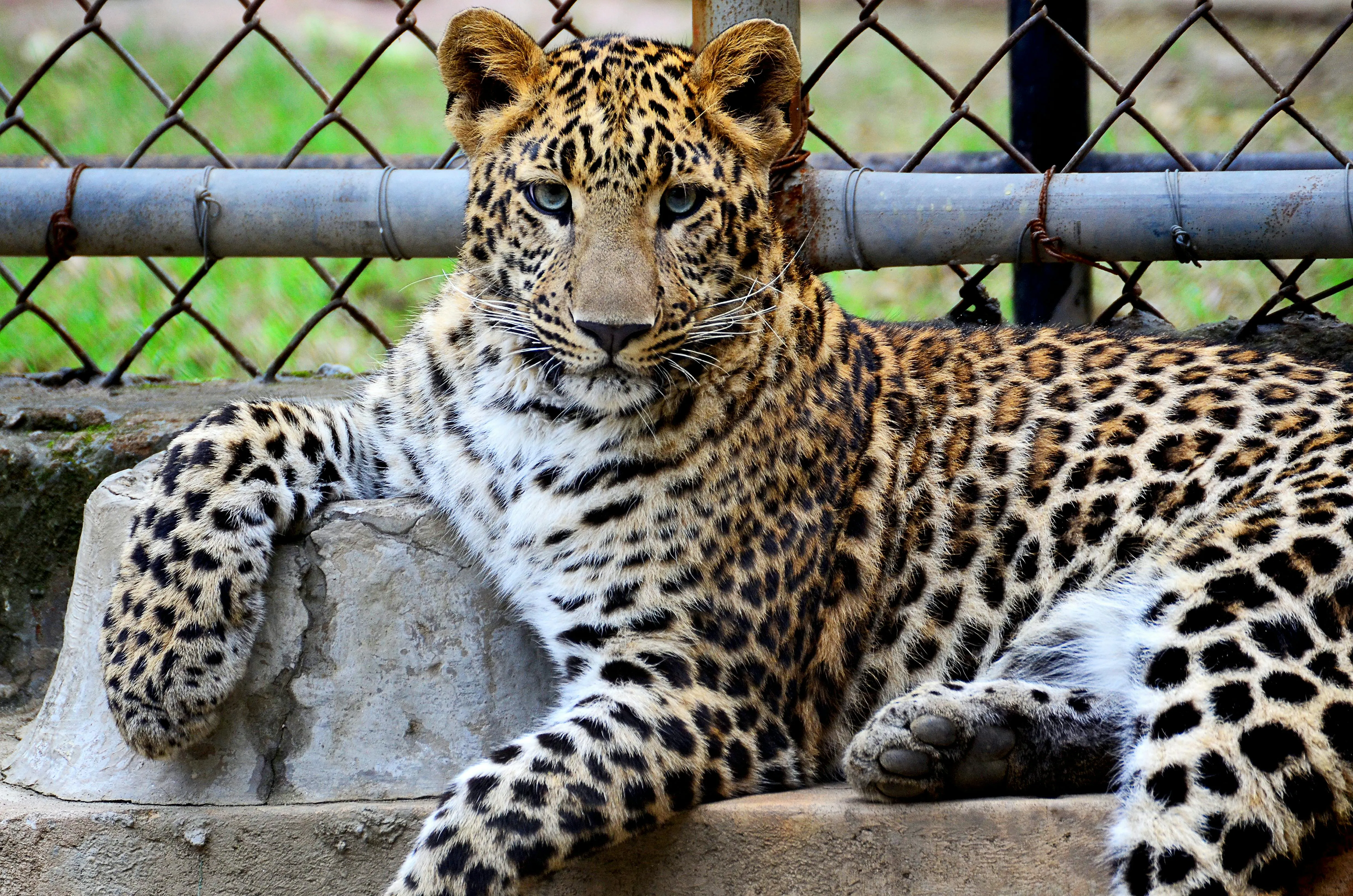 Two Leopards Relaxing on Rocks in Natural Wildlife Reserve