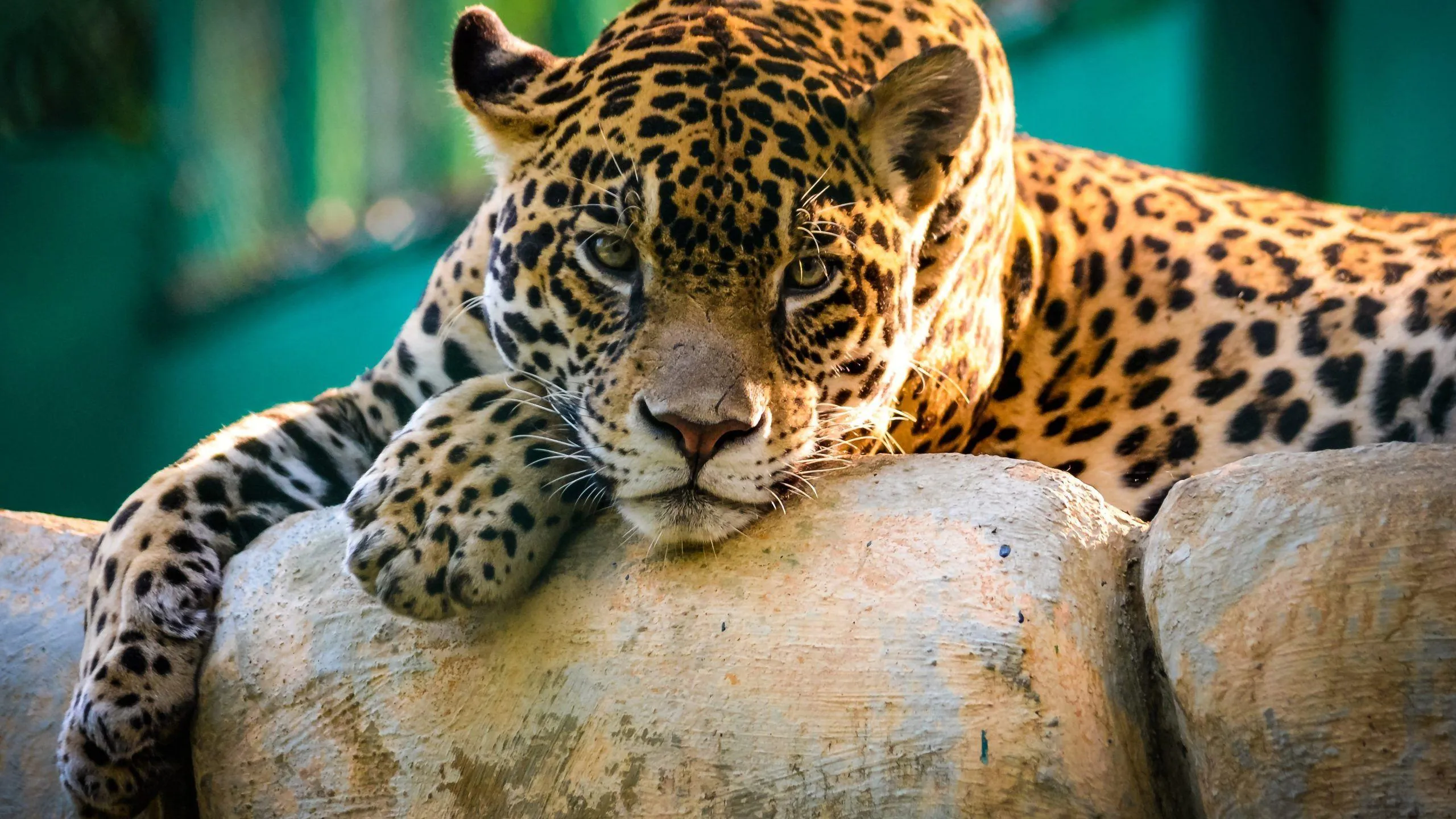 Two Leopards Relaxing Together on Tree Branch Wallpaper