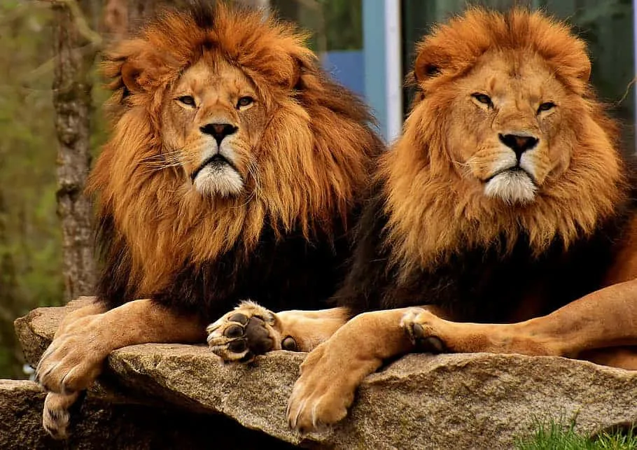 Two Majestic Lions Sitting Side by Side in Grass Wallpaper