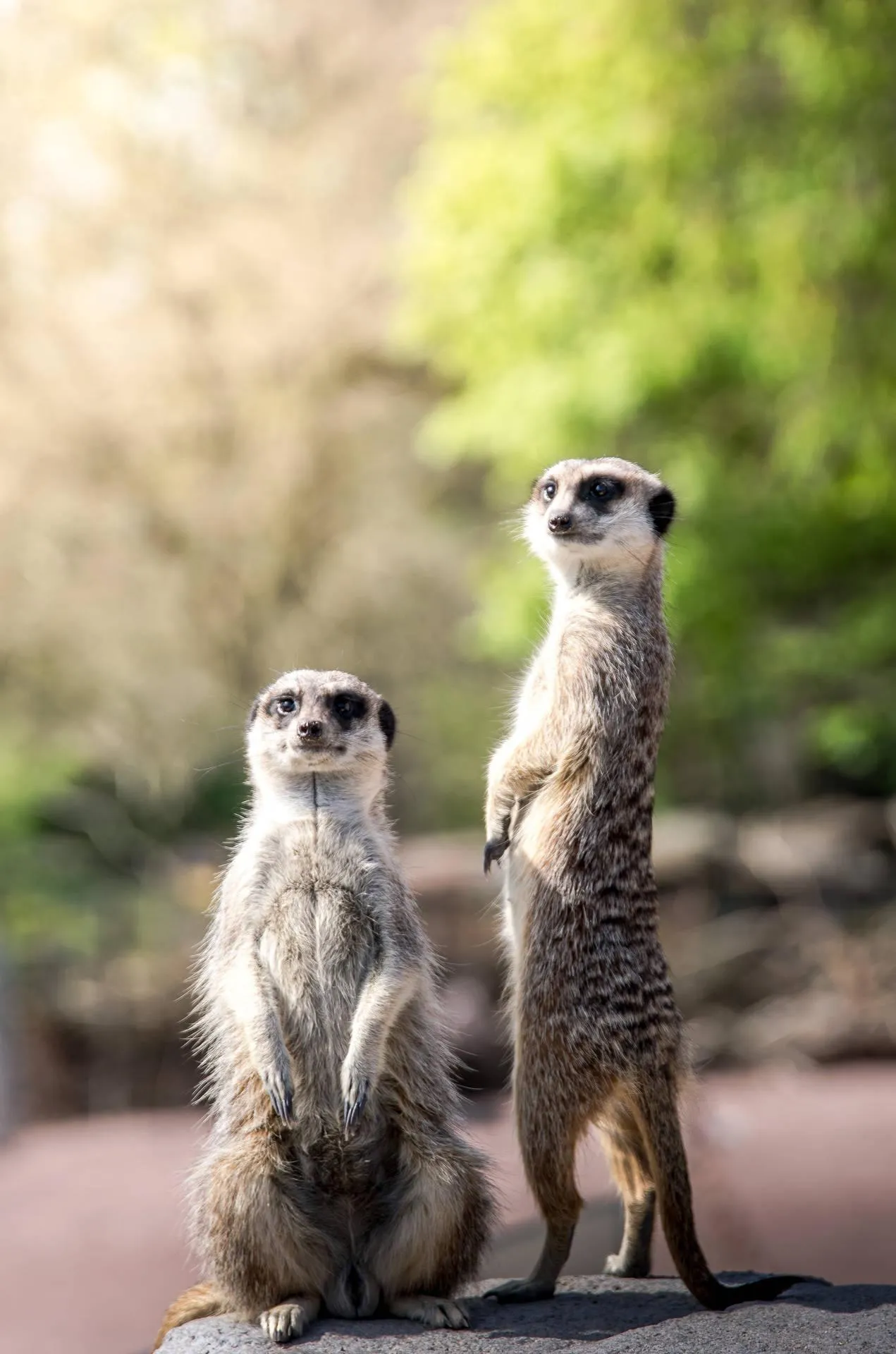 Two meerkats standing alert in the dry grassland Wallpaper
