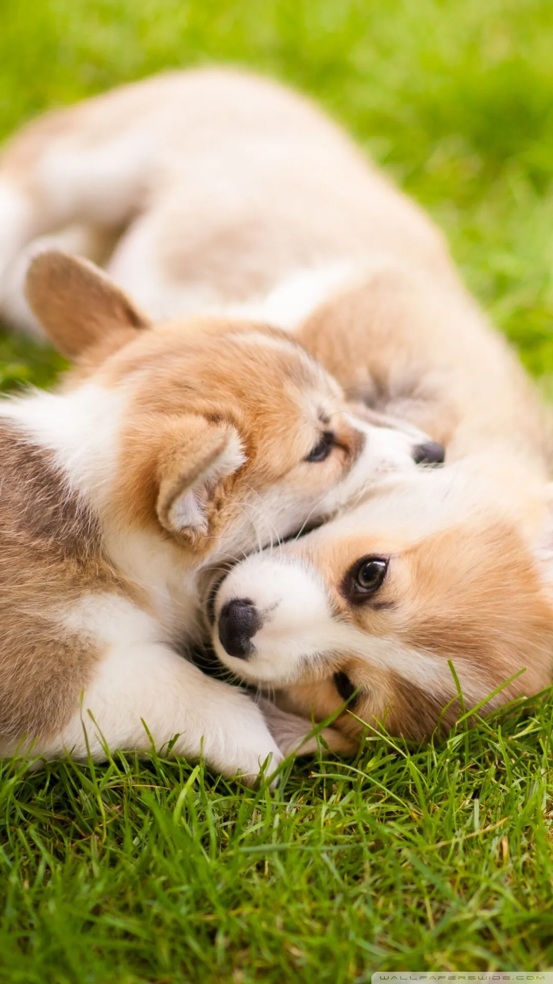 Two Puppies Are Playing and Resting on the Grass Happily