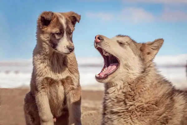 Two Puppies Playing Outside Near a Beach with Blue Sky