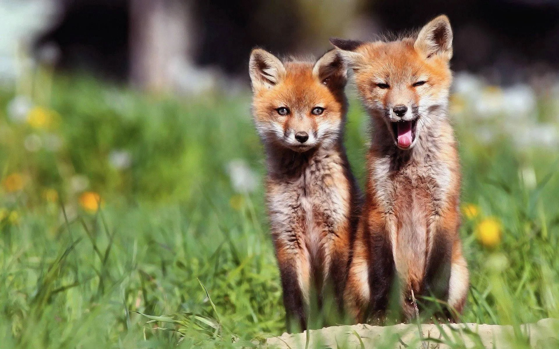 Two red foxes standing close together in a forest Wallpaper