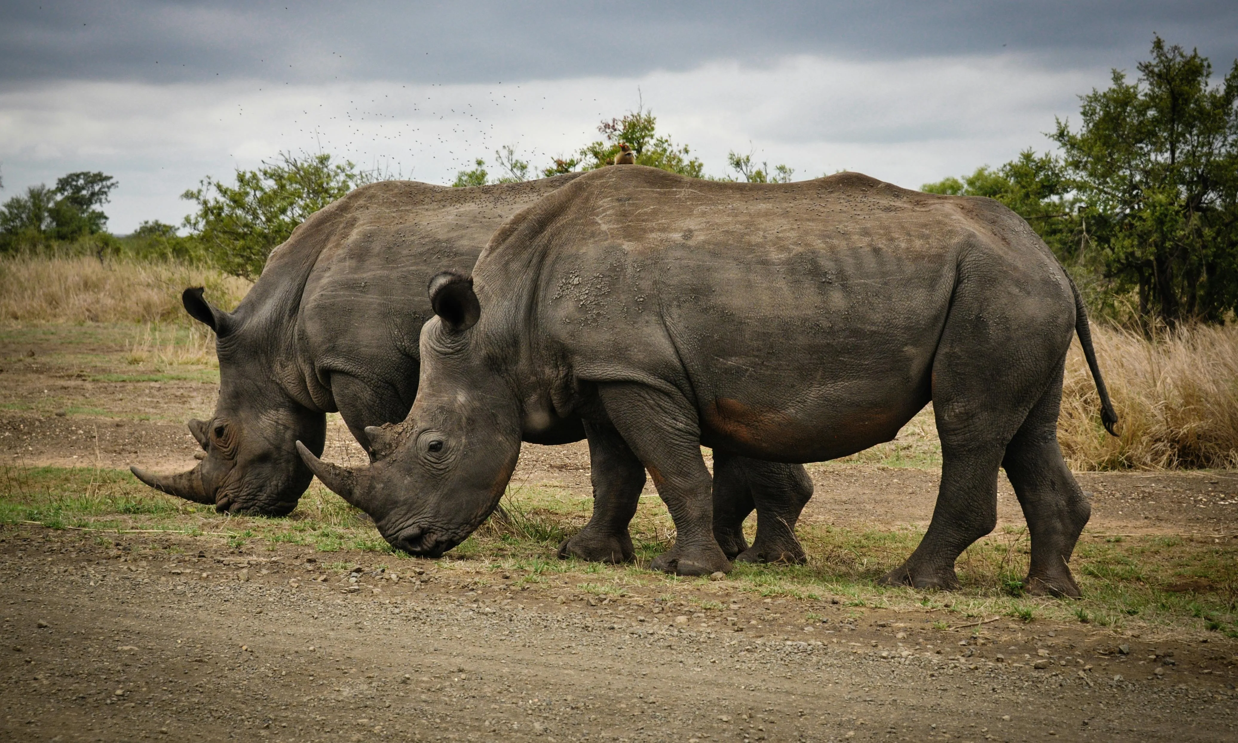 Two rhinoceroses standing in an open grassland Wallpaper