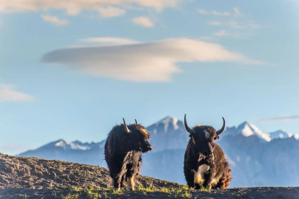 Two Rhinoceroses Walking Across Grassland Wallpaper