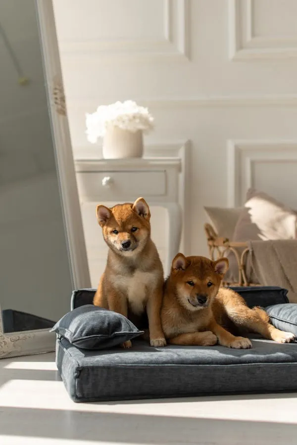 Two Shiba Inu Puppies Lying Together on a Cozy Dog Bed