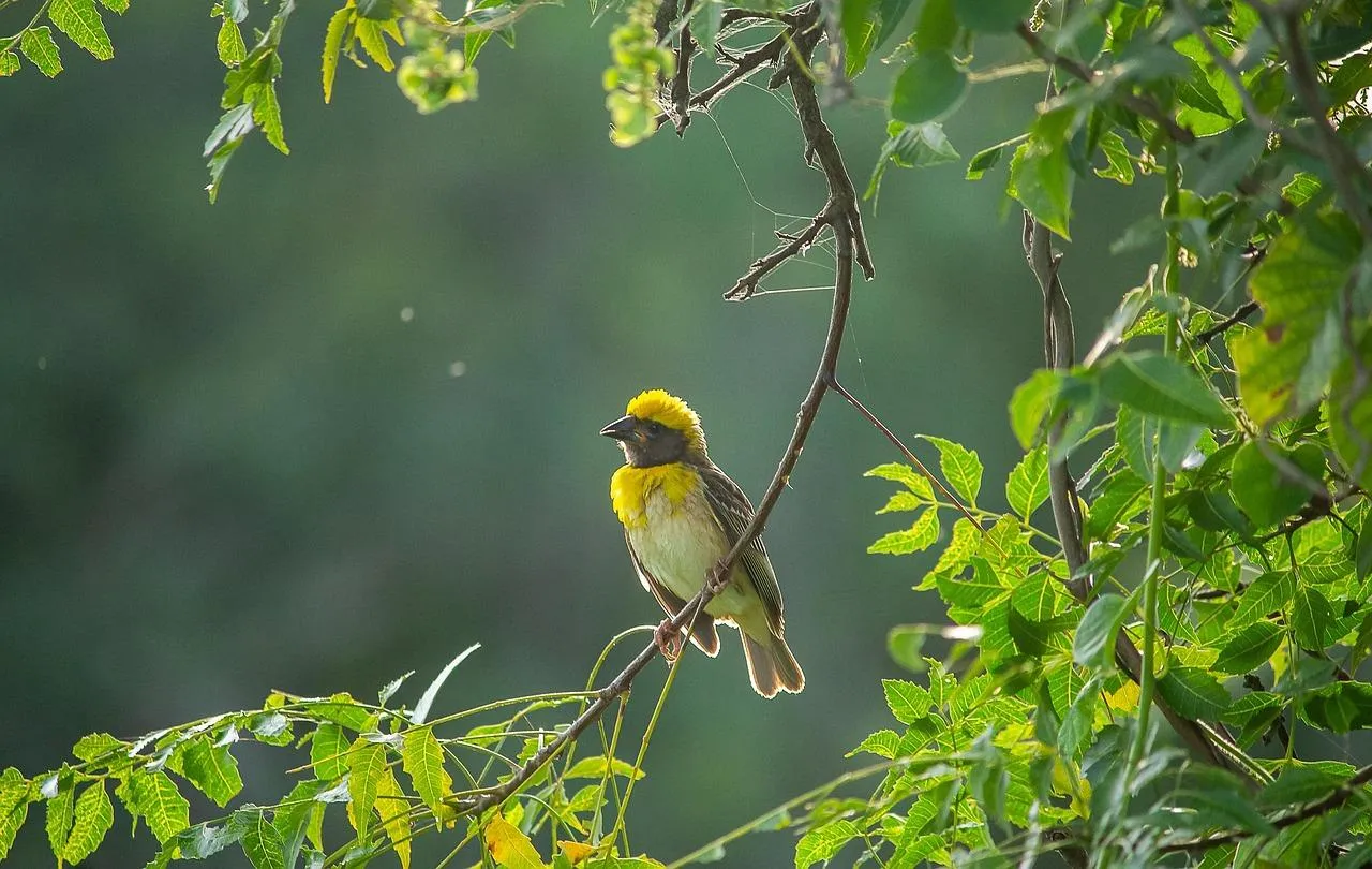 Two Small Birds Perched on Tree Branch in Green Forest