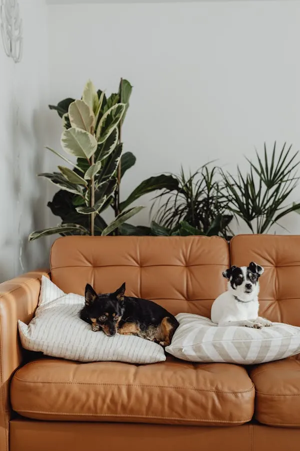 Two Small Dogs Relaxing Together on a Brown Sofa Wallpaper