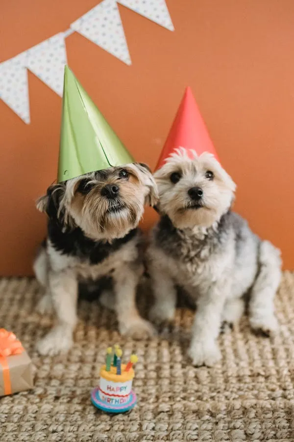 Two Small Dogs Wearing Party Hats Celebrating Birthday