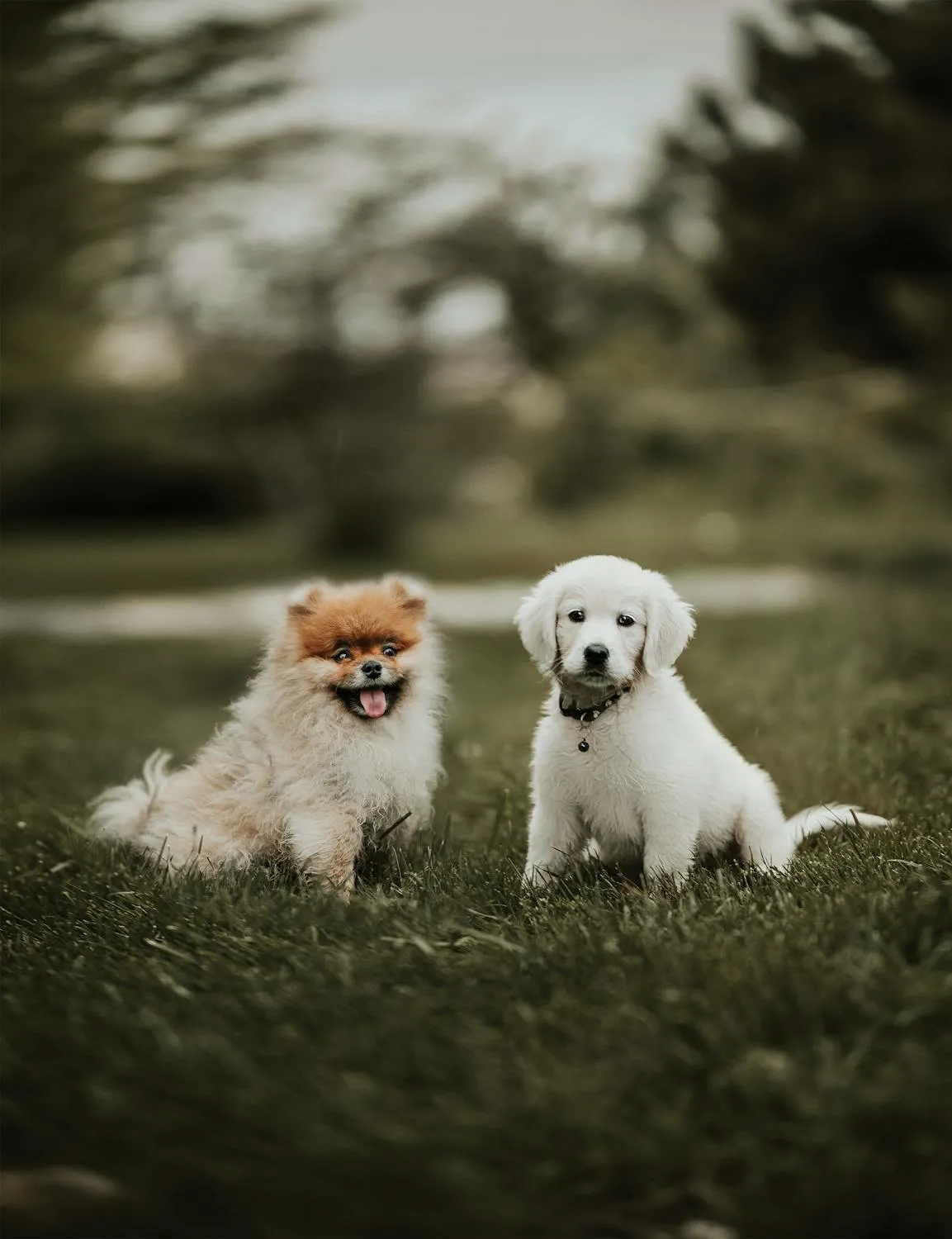 Two Small Puppies Are Sitting Together in Green Grassy Field